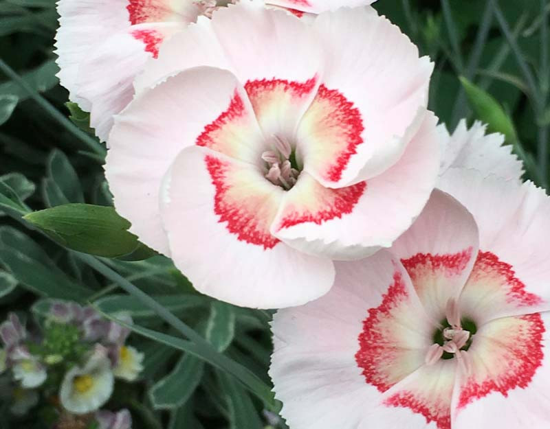 Dianthus 'Georgia Peach Pie' (Pink)