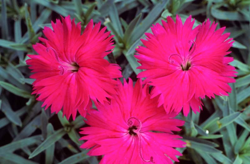 Dianthus Neon Star Pink