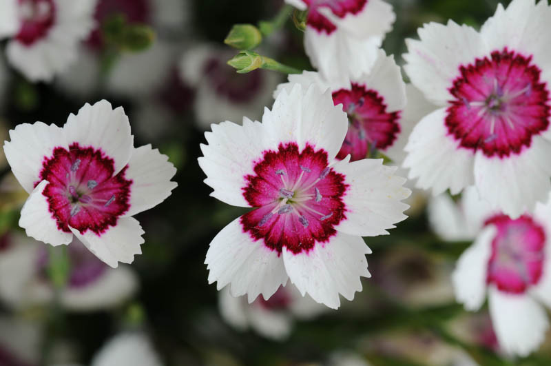 Dianthus deltoides 'Arctic Fire' (Maiden Pink)