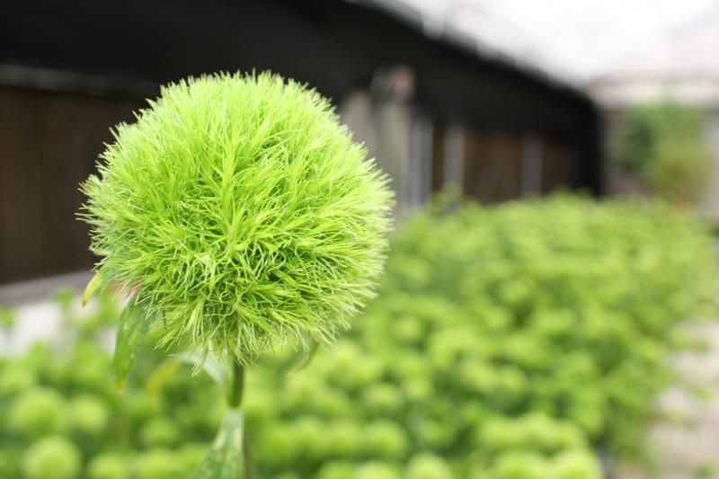 Dianthus Green Ball Sweet William