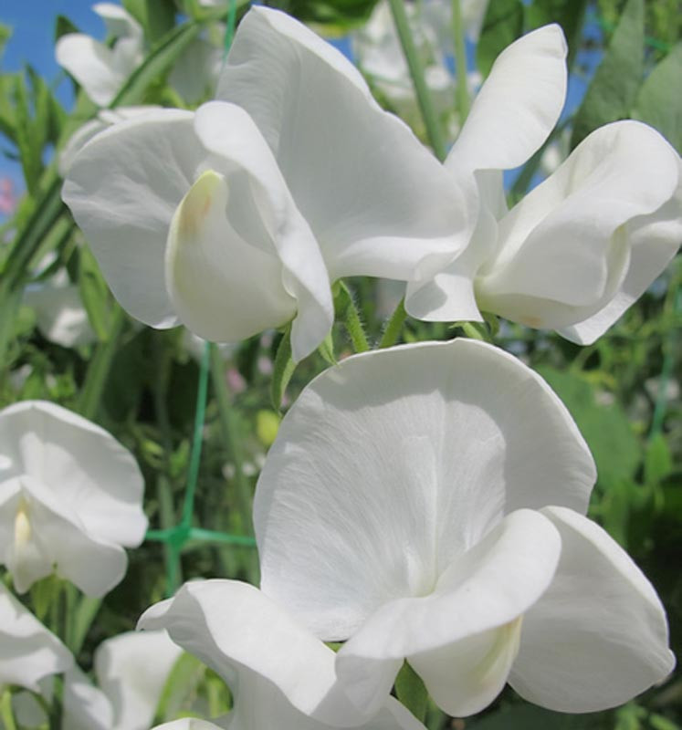 Lathyrus Odoratus Dorothy Eckford Sweet Pea 6863