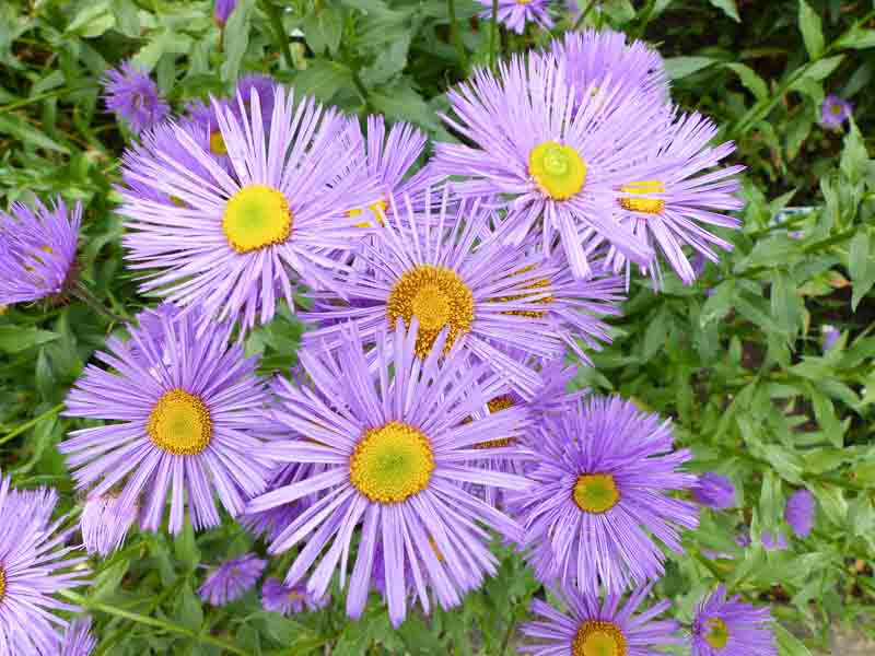 erigeron-speciosus-showy-fleabane