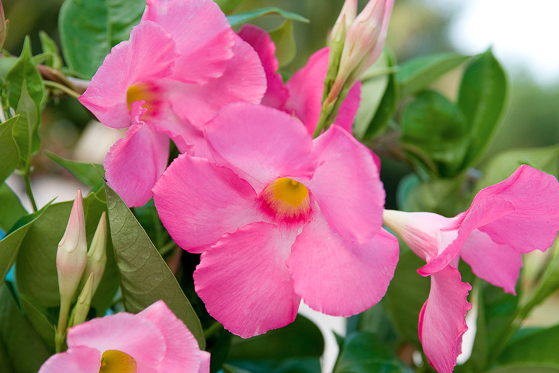 Mandevilla Sun Parasol® Giant Pink