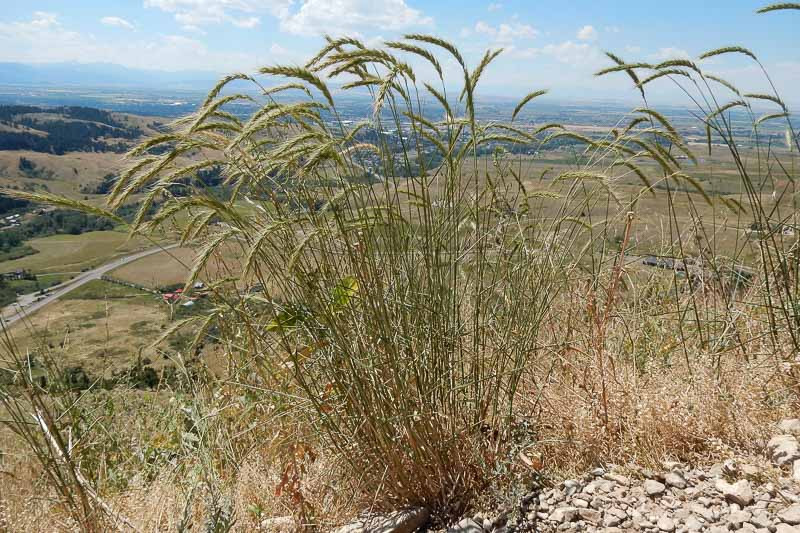 Elymus Canadensis (Canada Wild Rye)