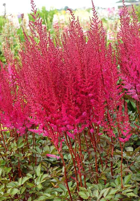 Astilbe 'Chocolate Cherry' (Chinese Astilbe)