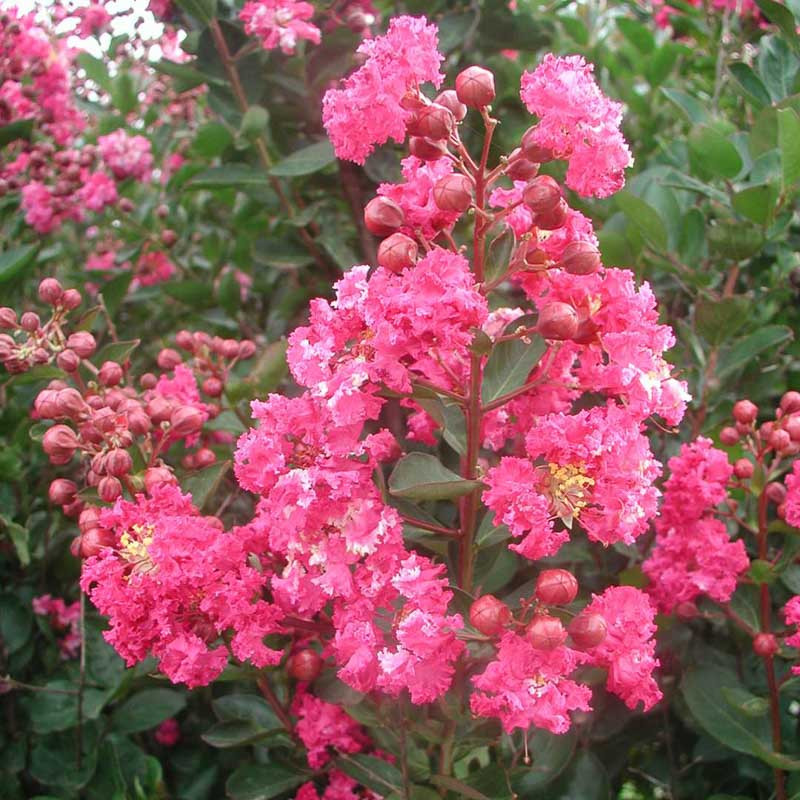 Lagerstroemia Raspberry Sundae® (Crape Myrtle)