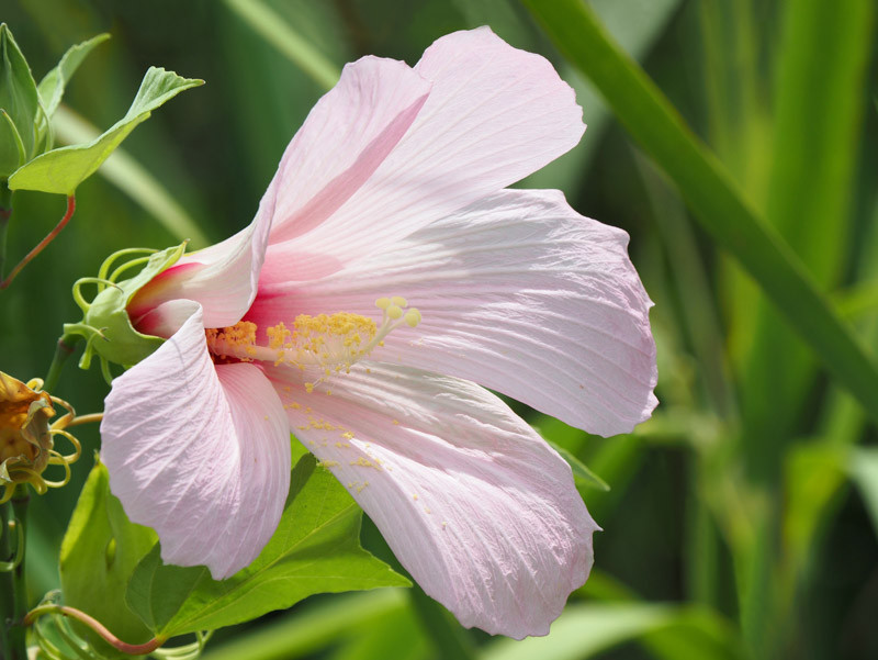 Hibiscus Grandiflorus (Swamp Rose Mallow)