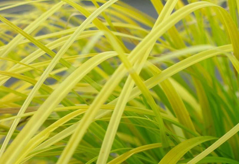 Carex oshimensis 'Everillo' (Japanese Sedge)