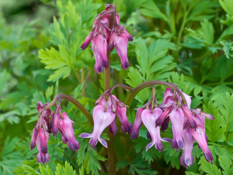 Dicentra Eximia Fringed Bleeding Heart