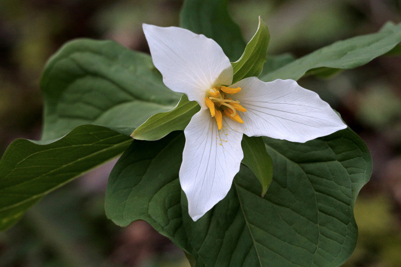 Trillium ovatum (Western Trillium)