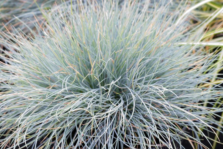 Festuca glauca 'Blaufuchs' (Blue Fescue)