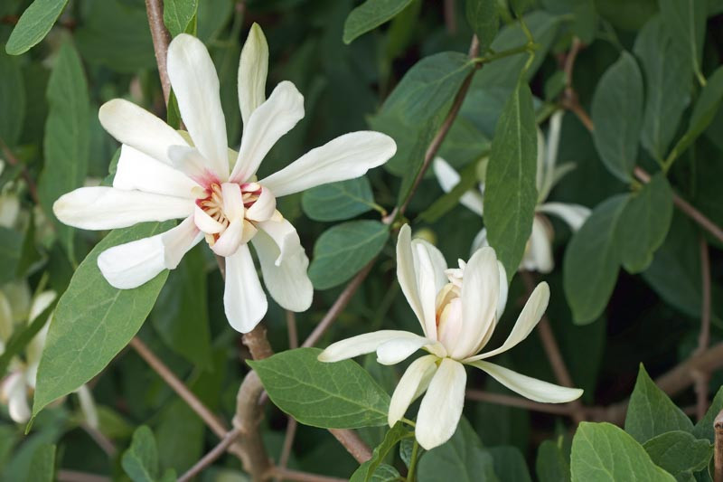 Calycanthus ‘Venus’ (Sweetshrub)