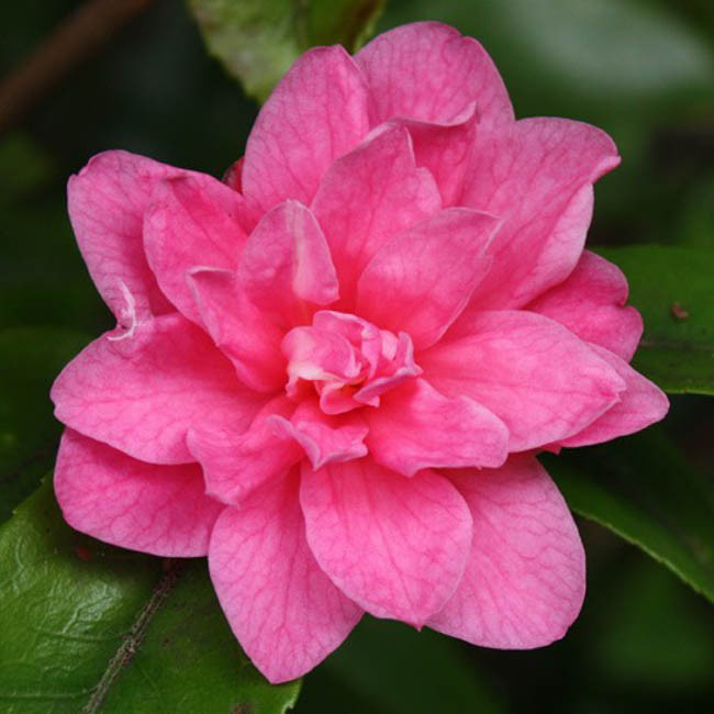 Camellia 'Fragrant Pink'