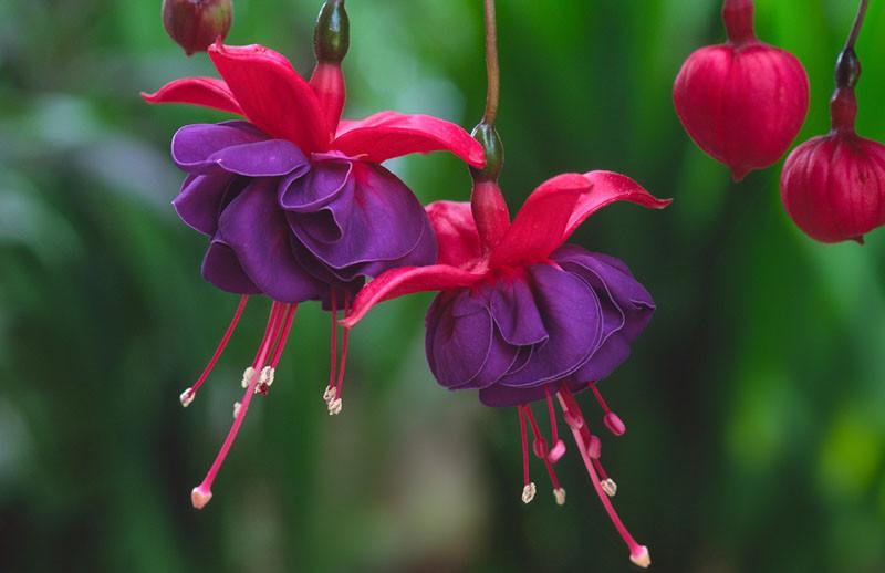 Fuchsia Dark Eyes