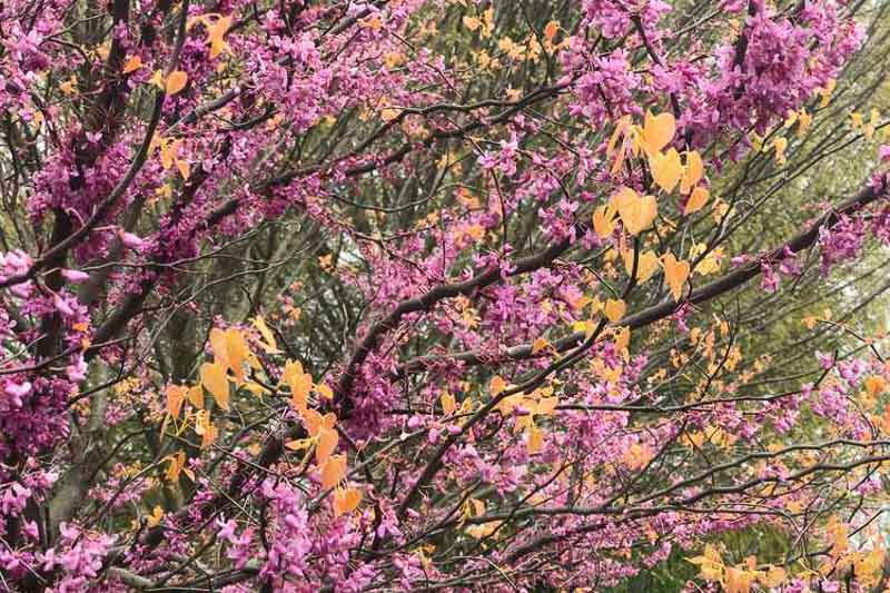 Cercis canadensis ‘Alley Cat’ (Eastern Redbud)