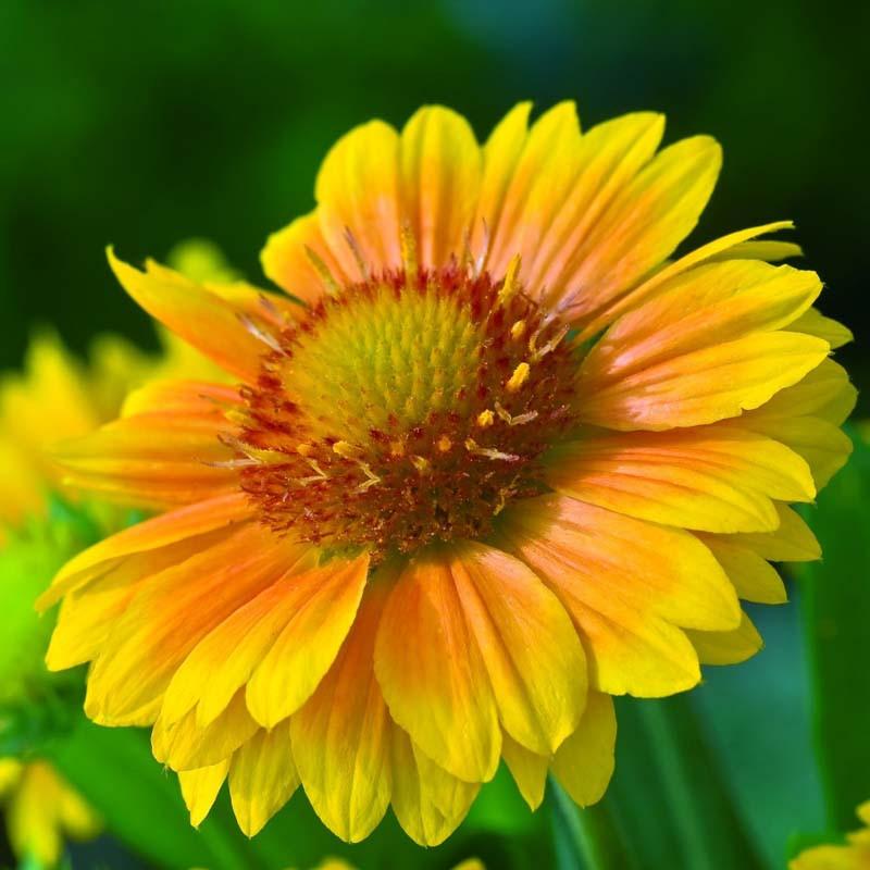 Gaillardia x grandiflora 'Arizona Apricot' (Blanket Flower)