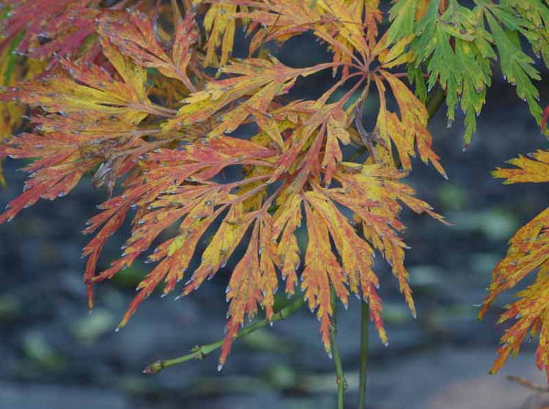 Full Moon Maple (Acer Japonicum 'Green Cascade')   Gardenorg