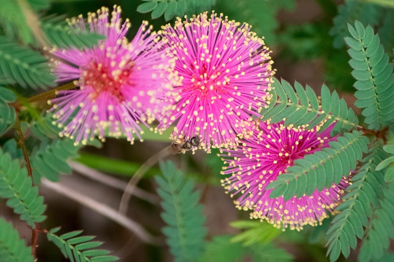 Mimosa Quadrivalvis (sensitive Briar)