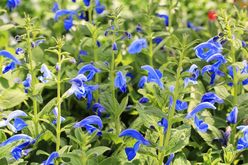 Salvia Patens Gentian Sage