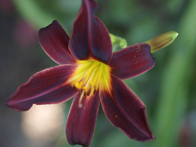 Hemerocallis ‘American Revolution’ (Reblooming Daylily)