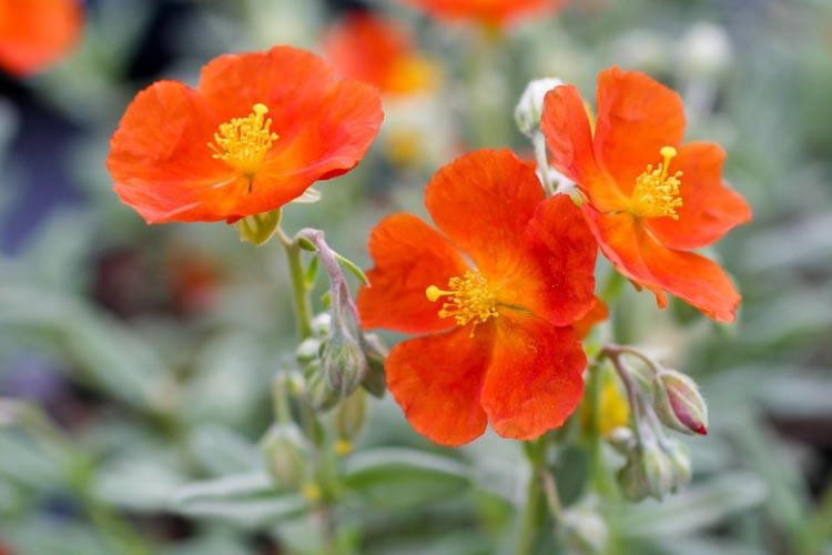 Helianthemum 'Henfield Brilliant' (Rock Rose)