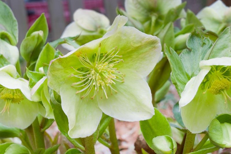 Helleborus x nigercors 'HGC Green Corsican' (Lenten Rose)