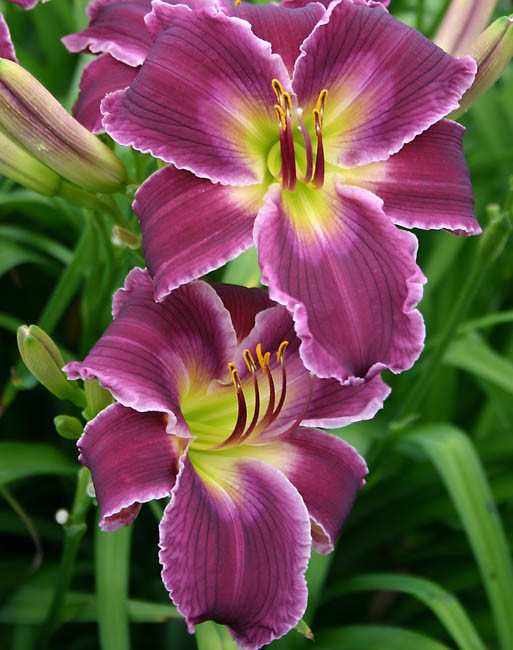 hemerocallis-indian-giver-reblooming-daylily