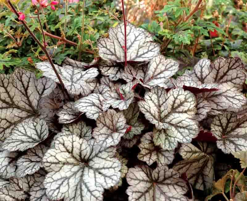 coral bells care