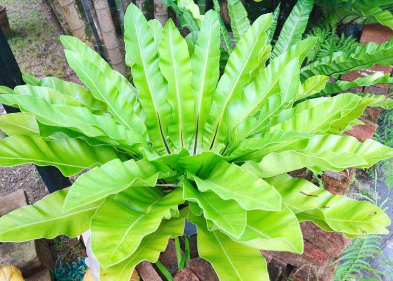 Image of Hart's tongue fern