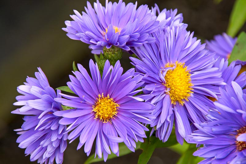 Aster Novi-belgii 'coombe Violet' (new York Asters)