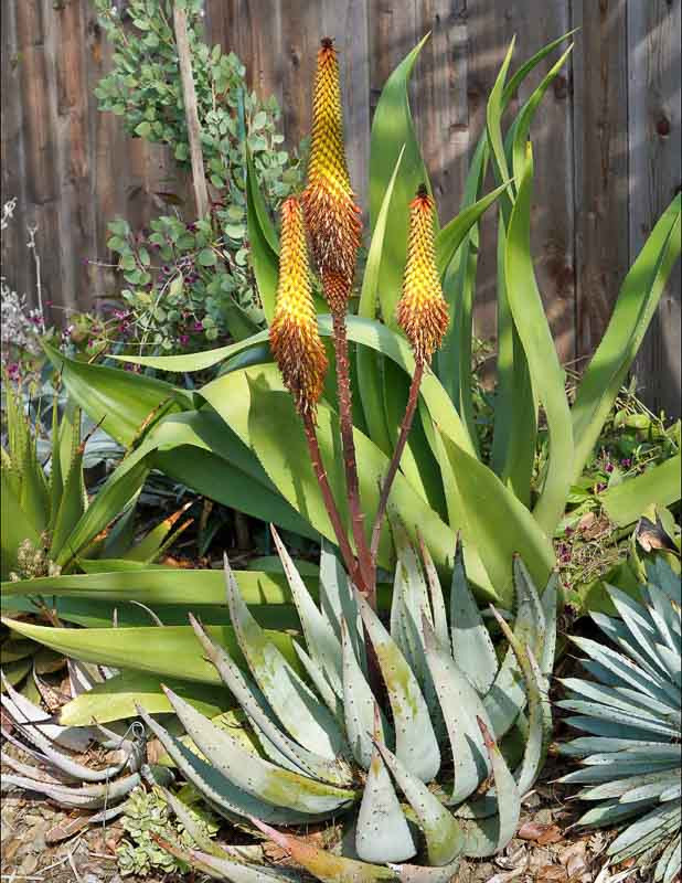 Aloe Petricola Stone Aloe