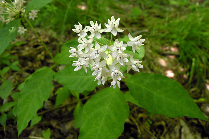 Asclepias Quadrifolia (Fourleaf Milkweed)