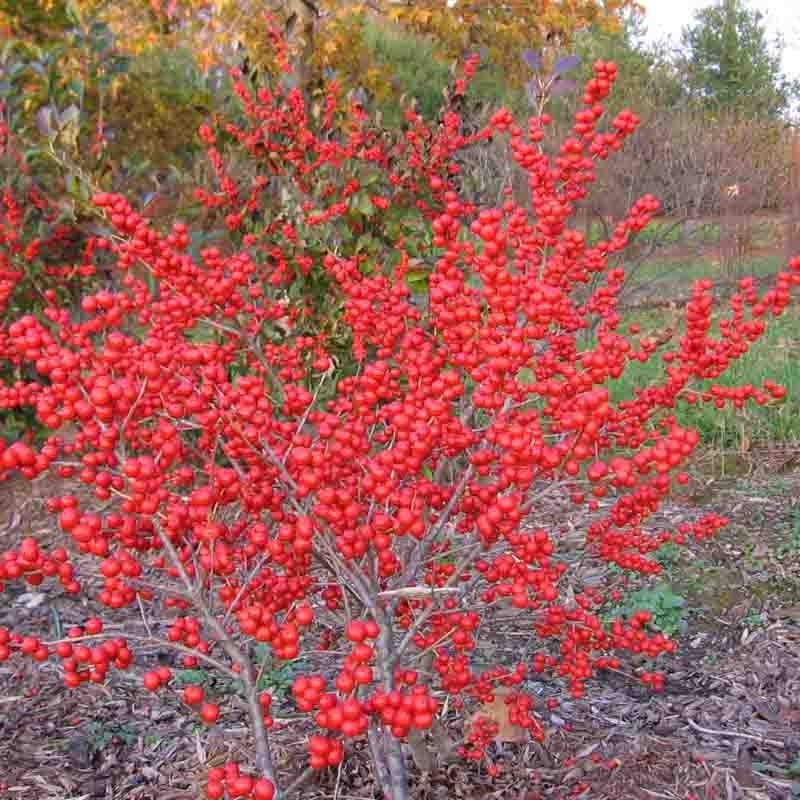 Ilex Verticillata 'Red Sprite' (Winterberry)