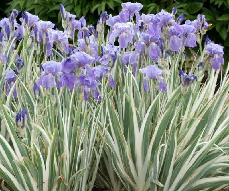 Iris pallida 'Argentea Variegata' (Dalmatian Iris)