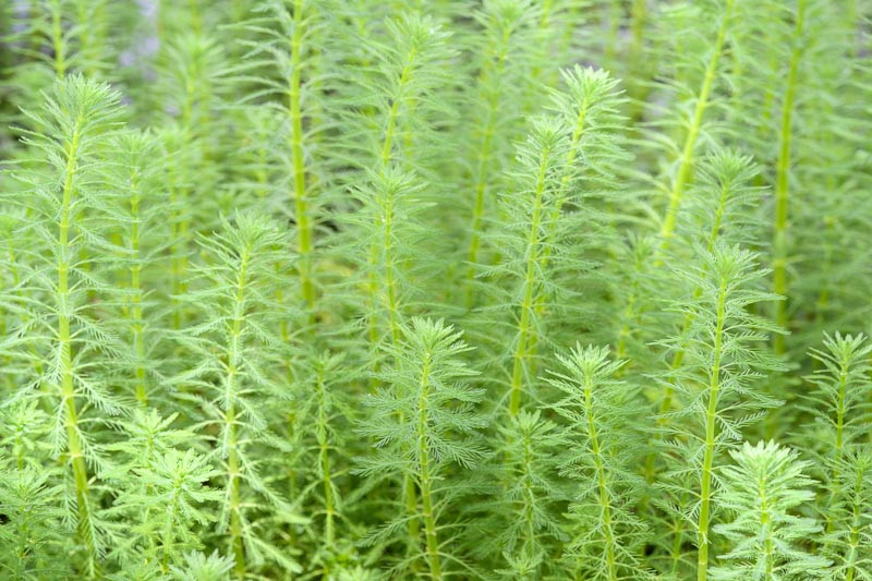 Myriophyllum Aquaticum (Parrot Feather)