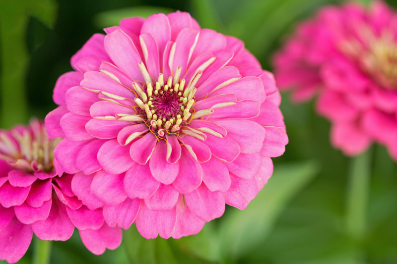 Zinnia 'Enchantress'