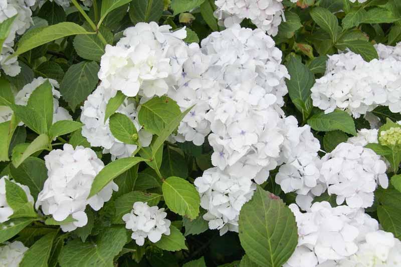 Hydrangea macrophylla 'Madame Emile Mouillere'