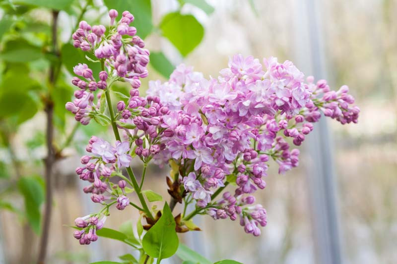 Syringa Vulgaris 'Katherine Havemeyer' (Lilac)