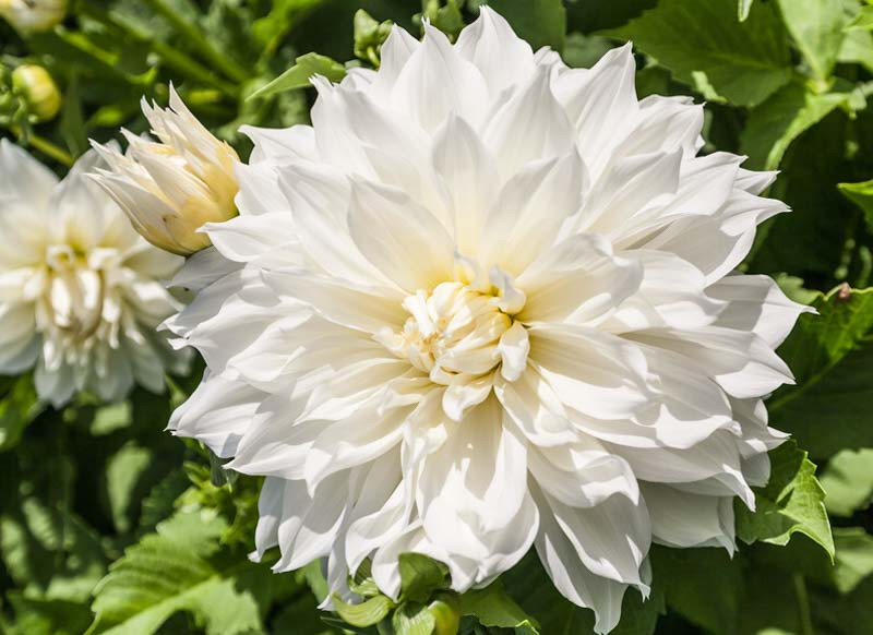 Dahlia 'Fleurel'