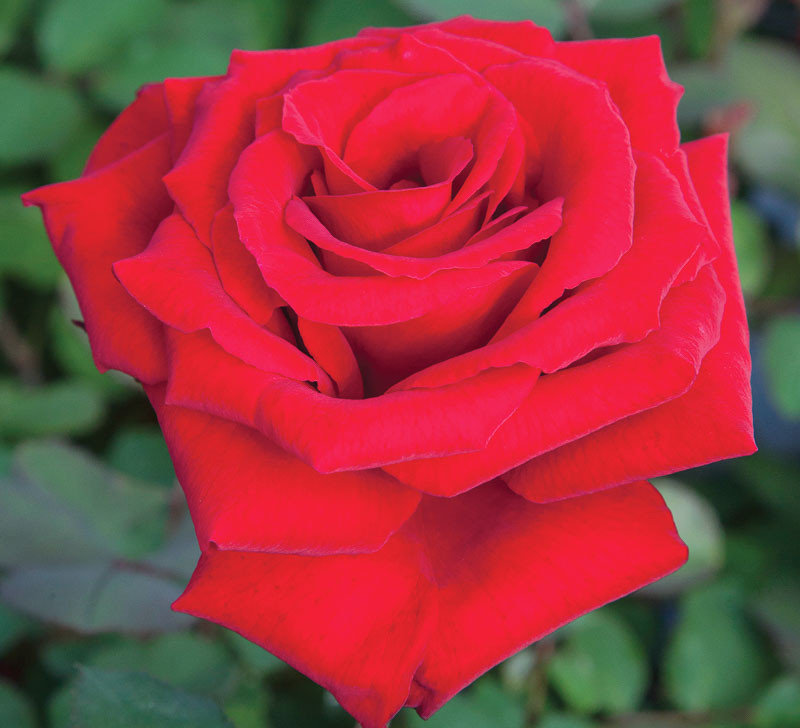 Rosa Love’s Promise™ (hybrid Tea Rose)