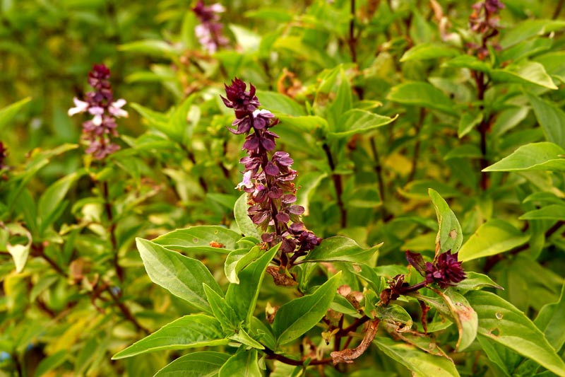 Ocimum basilicum 'Cinnamon' (Cinnamon Basil)