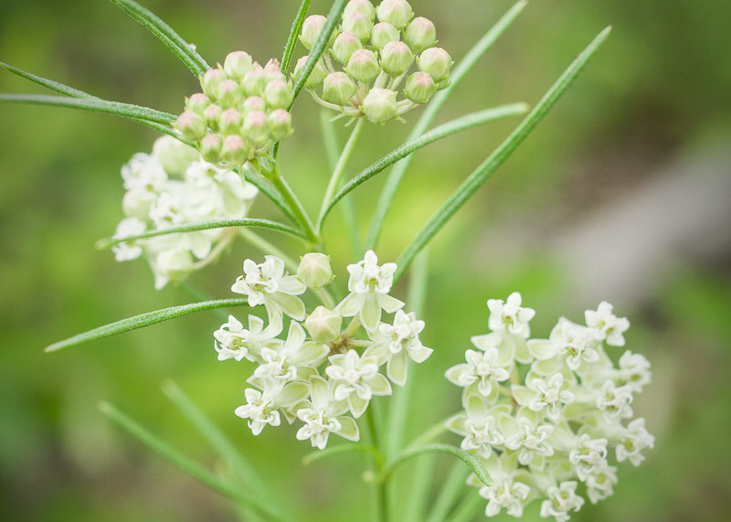 Asclepias Verticillata (whorled Milkweed)