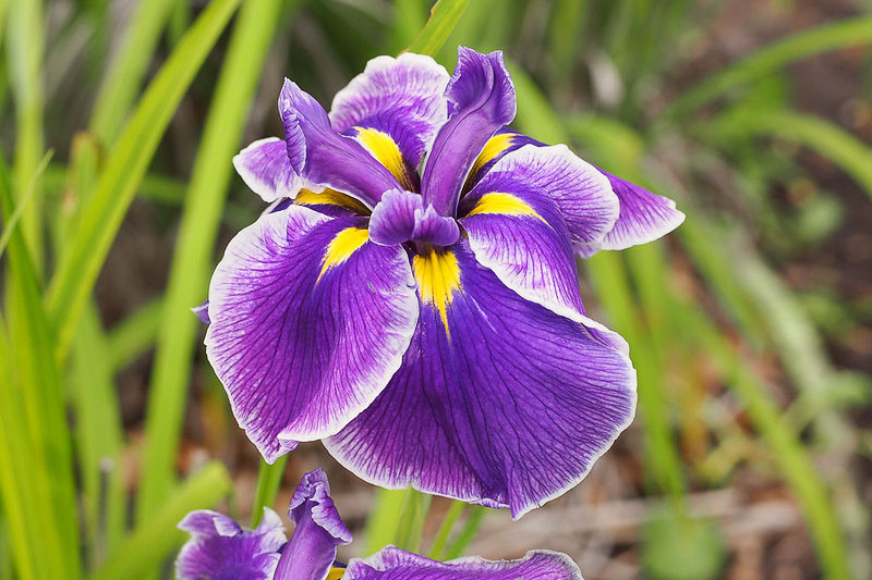 Iris ensata 'Crystal Halo' (Japanese Iris)