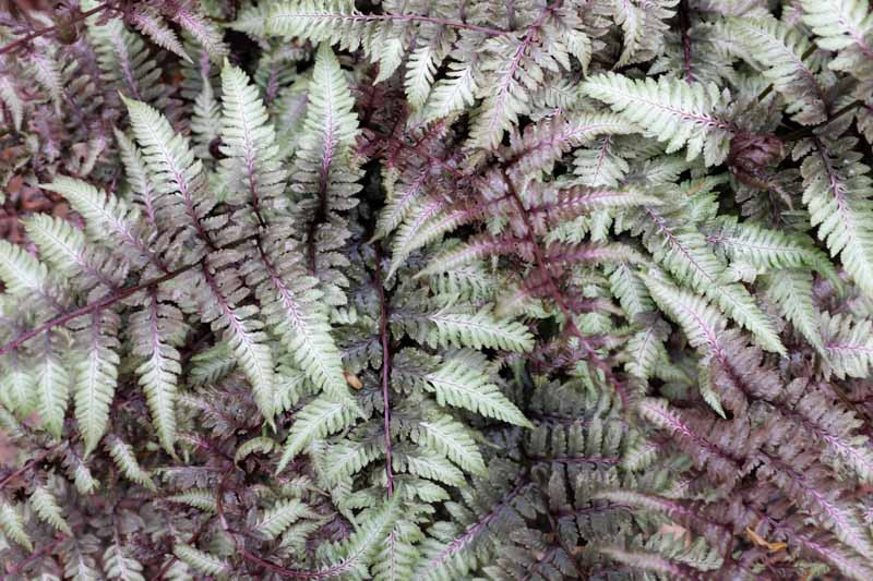 Athyrium niponicum var. pictum 'Red Beauty' (Painted Lady Fern)