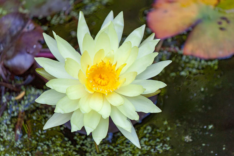 nymphaea-gold-medal-hardy-water-lily