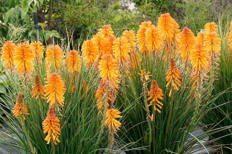 Kniphofia Poco Orange (Red Hot Poker)