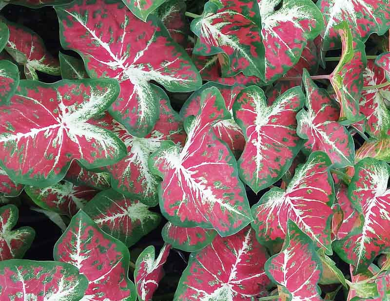 Caladium Heart to Heart® Dawn to Dusk (Angel Wings)