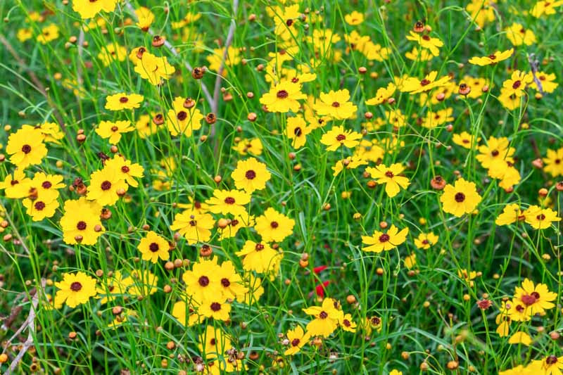 Coreopsis leavenworthii (Leavenworth's Tickseed)