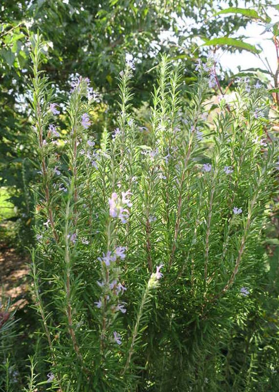 Rosmarinus Officinalis 'Barbecue' (Rosemary)