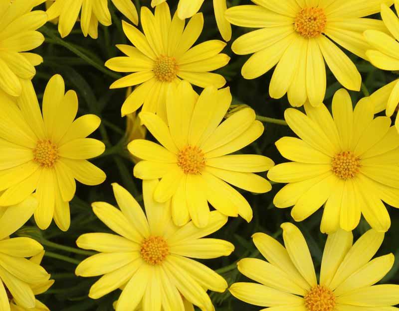 Download Osteospermum Voltage Yellow African Daisy